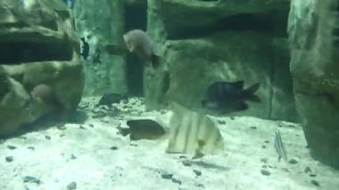 Birçok Balık Havuzda Yüzüyor - Statik.