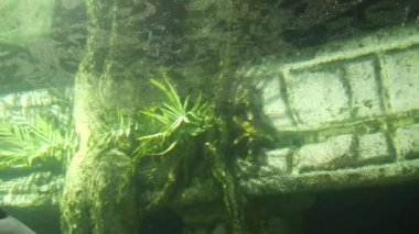 Aqaurium 'un içinde büyüyen ağaçlar