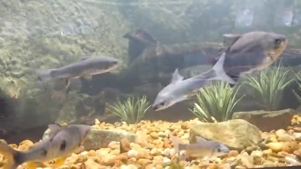 Fishes Moving Underwater Aquarium Background — Stok video