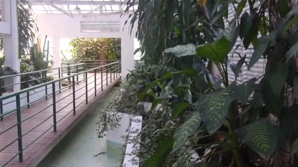 Vía Madera Rodeada Plantas Hojas — Vídeos de Stock