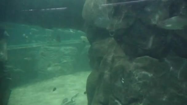 Fishes Moving Underwater Aquarium Background — Αρχείο Βίντεο
