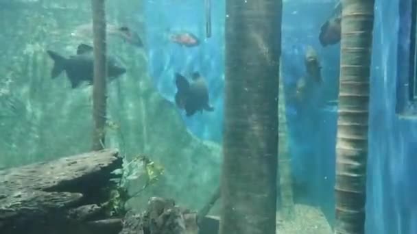 Fishes Moving Underwater Aquarium Background — Stockvideo