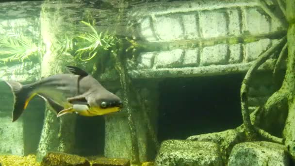 Fishes Moving Underwater Aquarium Background — Stock videók