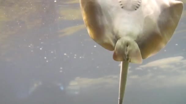 Fondo Una Raza Peces Frente Vidrio Acuario — Vídeo de stock