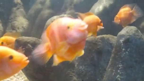 Fishes Moving Underwater Aquarium Background — Vídeo de stock