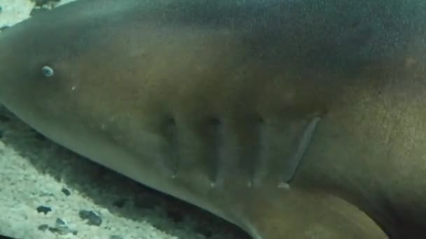 Gros Plan Des Nageoires Requin Sous Marines — Video