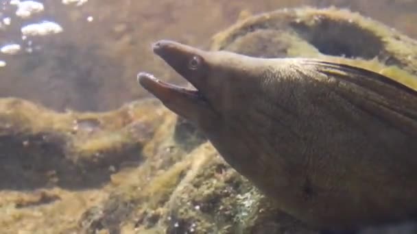 Yılan Balığı Bir Kayanın Üzerinde Ağzı Açık Oturuyor — Stok video