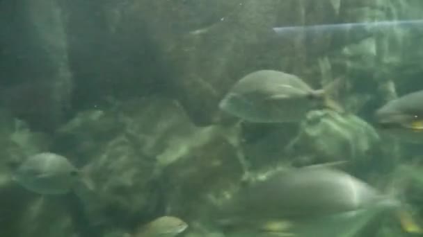 Fishes Moving Underwater Aquarium Background — Vídeo de Stock