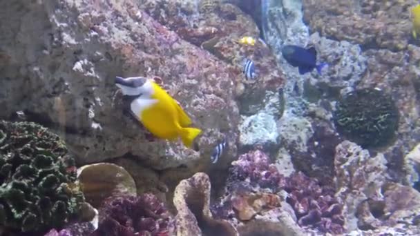Fishes Moving Underwater Aquarium Background — Vídeo de stock