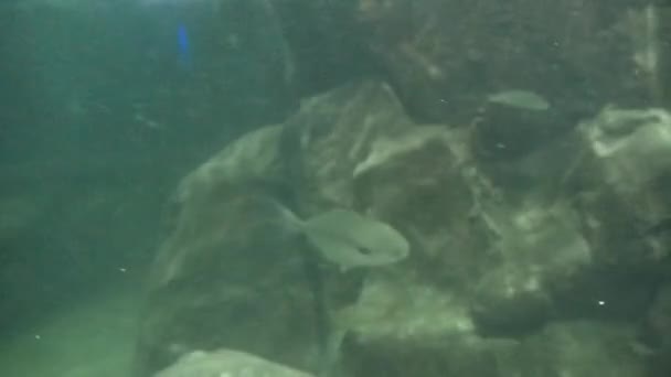 Fishes Moving Underwater Aquarium Background — Stockvideo