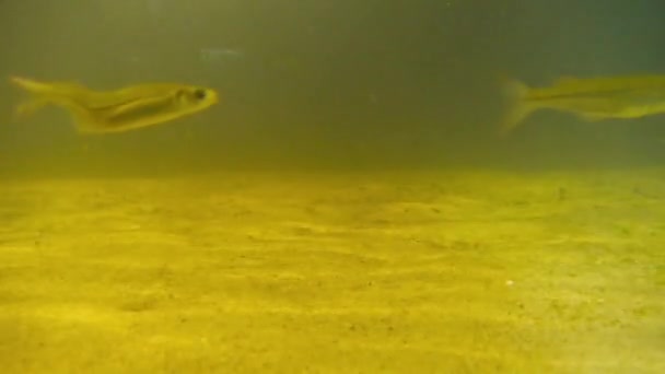 Fishes Moving Underwater Aquarium Background — Video