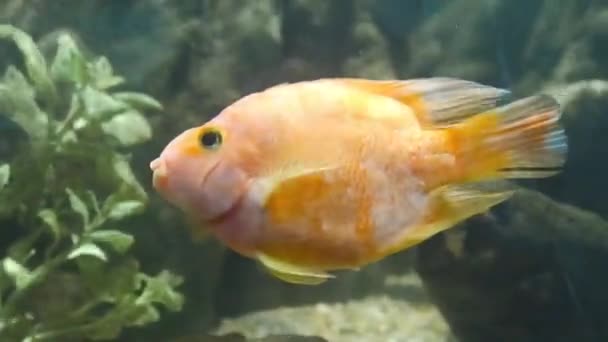 Pescado Naranja Acuario Con Reflejos Solares — Vídeo de stock