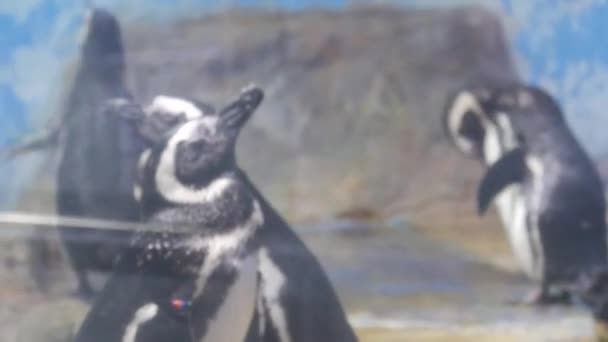 Pinguïns Koelen Een Groot Glazen Aquarium — Stockvideo