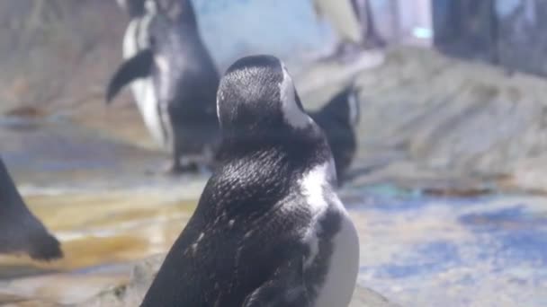 Pinguins Refrigeração Grande Aquário Vidro — Vídeo de Stock