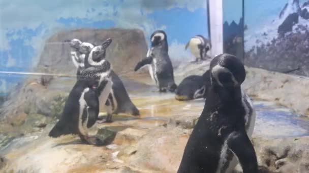 Pingüinos Que Enfrían Acuario Cristal Grande — Vídeos de Stock
