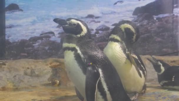Pingouins Dans Grand Aquarium Verre — Video