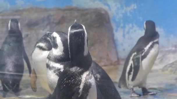Pinguins Olhando Para Direita Grande Aquário Vidro — Vídeo de Stock