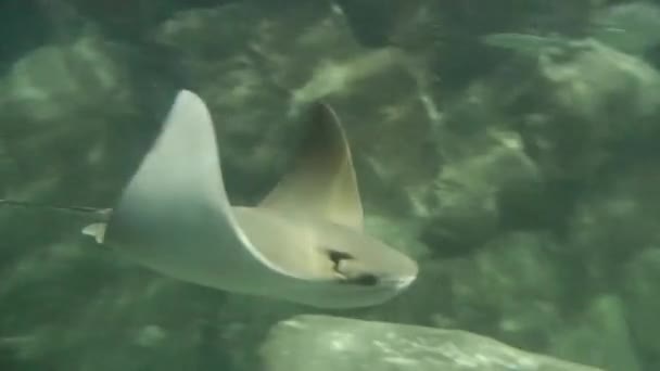 Ray Fish Pływa Pobliżu Skały Ogromnym Akwarium — Wideo stockowe
