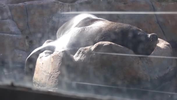 Deniz Aslanı Akvaryumda Bir Kayanın Üzerinde Uyuyor — Stok video