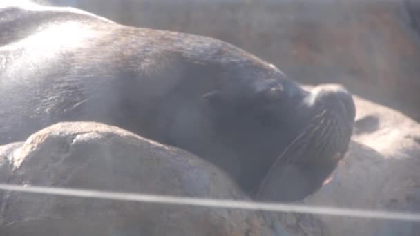 Deniz Aslanı Bir Kaya Üzerinde Uyuyor — Stok video