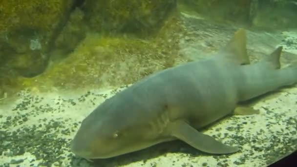 Rekin Odpoczywający Ziemi Akwarium — Wideo stockowe