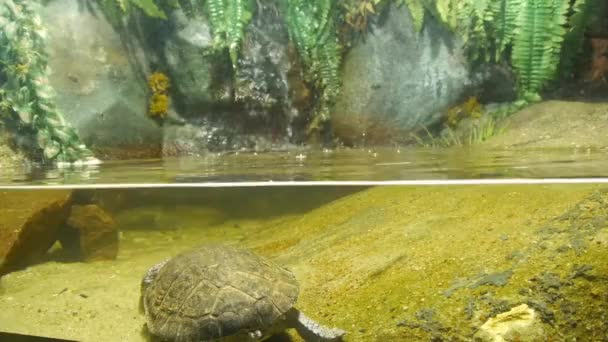 거북의 과작은 폭포를 놓는다 — 비디오