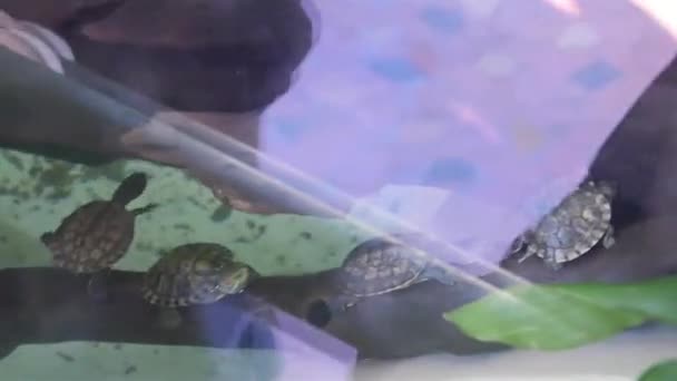 Pequeñas Tortugas Bebé Una Rama Detrás Vidrio — Vídeo de stock