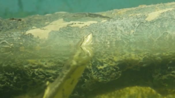 水族館で亀が水の中から頭を出す — ストック動画