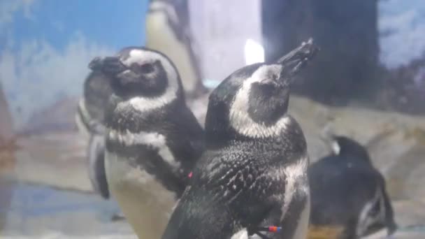 两只企鹅在一个大玻璃水族馆里冷却 — 图库视频影像