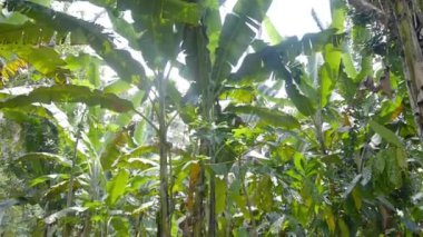 Bir çiftlikteki diğer ağaçlarla birlikte Kakao Çiftliği