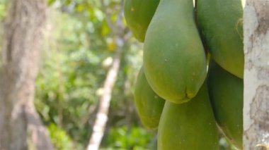 Bir demet genç Jack Fruit - Odaklan