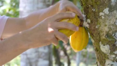 Çiftçi kırpıcılarla kakao meyvesi topluyor 