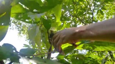 Brezilya 'daki Kakao Çiftliğinde Çiftçi Pruning 