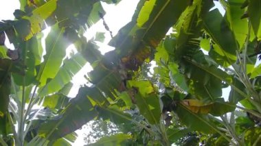 Çiftlikteki Muz Ağaçları 'na bakıyorum.