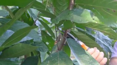 Çiftlikteki İşçi Pruning Kakao Bitkileri