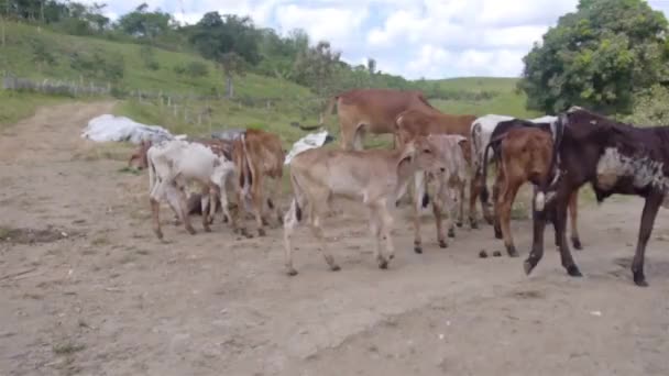 Bando Bezerros Vacas Numa Quinta — Vídeo de Stock