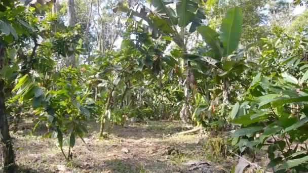Plantacja Kakao Wraz Drzewami Bananowymi Farmie Brazylii — Wideo stockowe