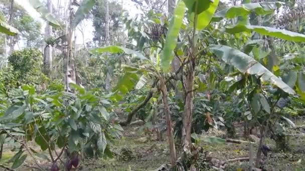 Hodowla Plantacji Kakao Brazylii — Wideo stockowe