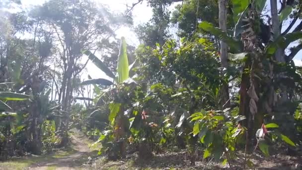 Fattoria Piantagioni Cacao Brasile Con Bagliori Sole — Video Stock