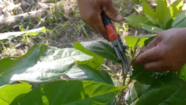 Petani Memangkas Tanaman Cacao Pertanian Brazil — Stok Video