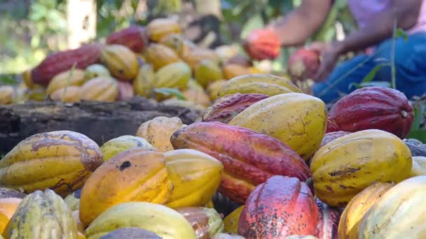 農場でカカオ果実の山から選んだ果物を調べる男 — ストック動画