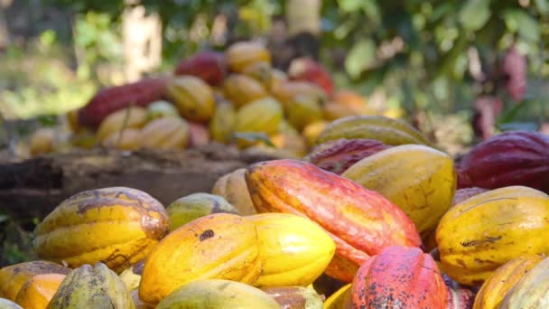 Facet Tnie Otwiera Owoce Kupy Owoców Kakaowych Farmie — Wideo stockowe