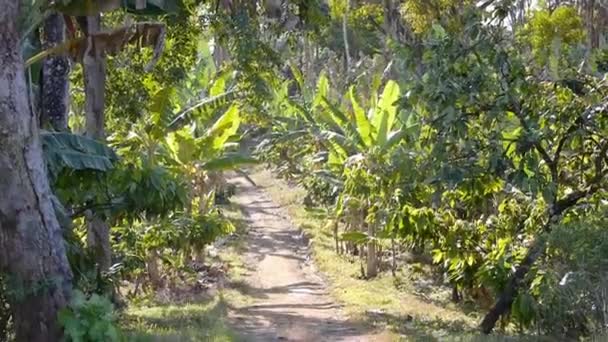Τεράστια Cacao Φυτεία Farm Φύλλα Που Κινούνται Τον Άνεμο — Αρχείο Βίντεο