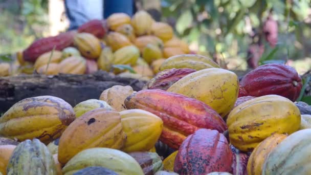 Facet Tnie Otwiera Owoce Kupy Owoców Kakaowych Farmie — Wideo stockowe