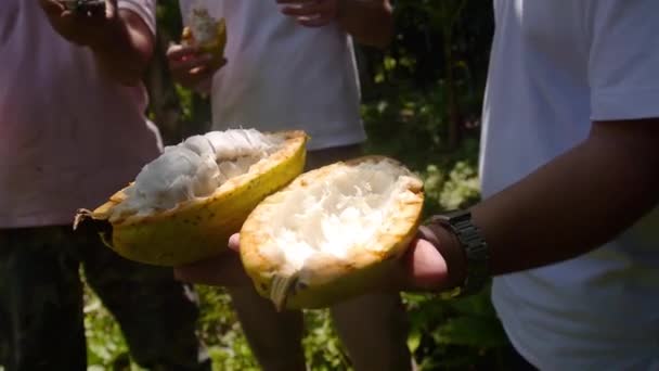 Hombre Sosteniendo Una Fruta Cacao Cortada Sus Manos — Vídeo de stock
