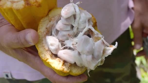 Uomo Che Tiene Mezzo Taglio Frutta Cacao Nelle Sue Mani — Video Stock