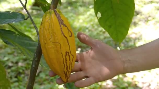 Una Persona Inspeccionando Una Fruta Cacao Una Granja — Vídeo de stock