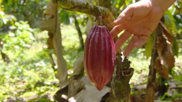 Uma Pessoa Que Inspeciona Uma Fruta Vermelha Cacau Uma Fazenda — Vídeo de Stock