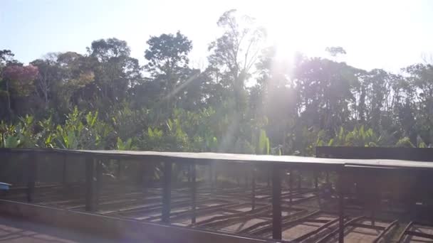 种植园中的一个空荡荡的可可苗圃 — 图库视频影像