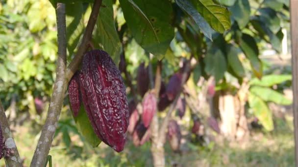 Grandes Frutas Rojas Cacao Árbol Una Granja — Vídeo de stock